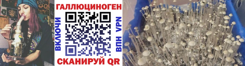 сколько стоит  Тимашёвск  Псилоцибиновые грибы Cubensis 